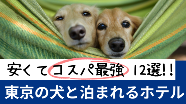 東京の安くて犬と泊まれるホテルで愛犬とくつろぐ様子