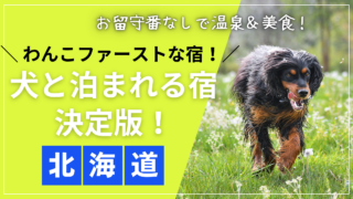 北海道の大自然の中、笑顔でドッグランを走る犬の画像（北海道で犬と泊まれるホテルおすすめ12選）