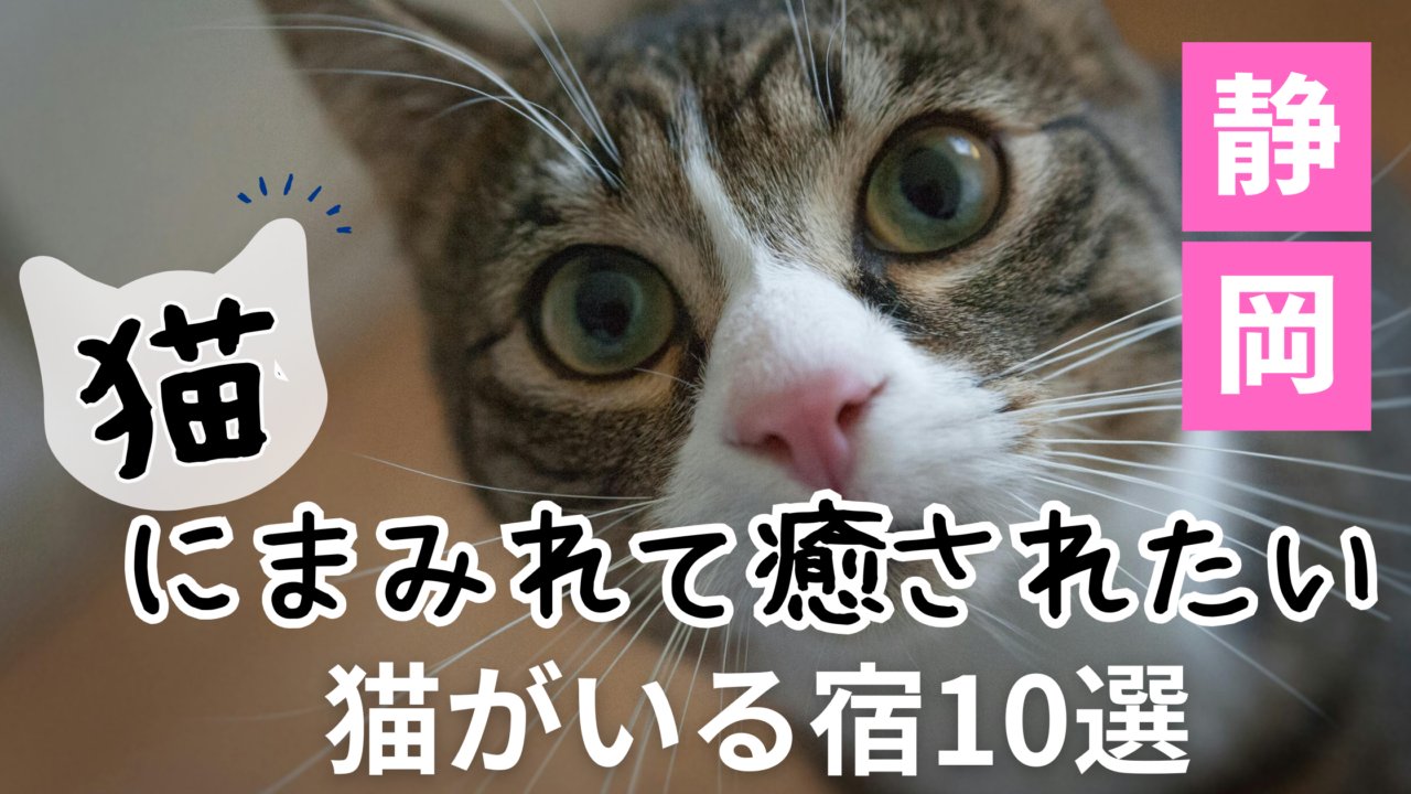 静岡県で看板猫と触れ合える、一人旅におすすめの宿・温泉旅館のイメージ