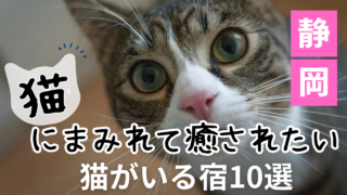 静岡県で看板猫と触れ合える、一人旅におすすめの宿・温泉旅館のイメージ
