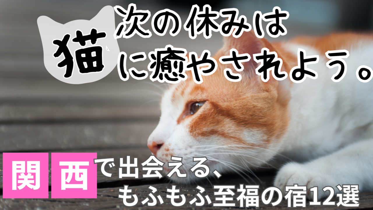 気持ちよさそうに眠る癒やしの看板猫（関西の猫がいる宿おすすめ）