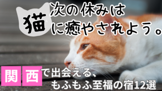 気持ちよさそうに眠る癒やしの看板猫（関西の猫がいる宿おすすめ）