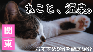 関東のおすすめ猫がいる温泉宿のイメージ画像