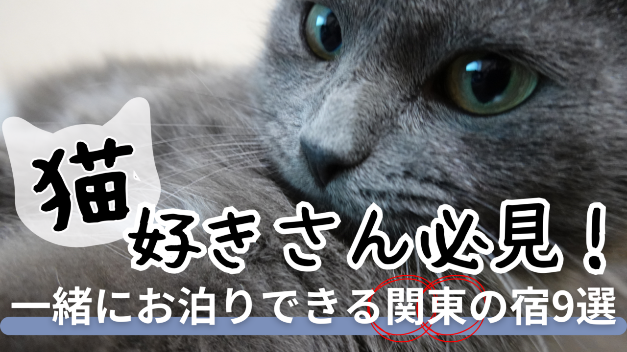 猫好きさん必見の関東の猫がいる宿9選。お部屋で一緒にお泊まりできる人懐っこい猫の画像