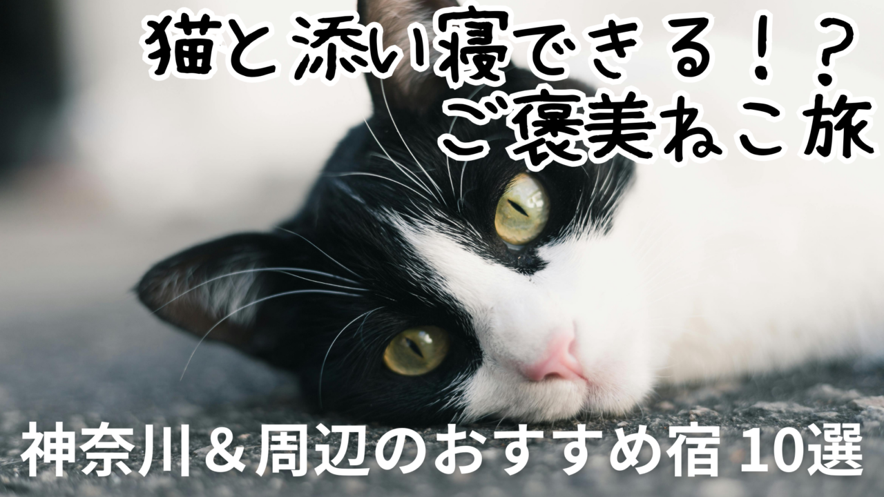 神奈川県の看板猫がいる癒やしの温泉旅館
