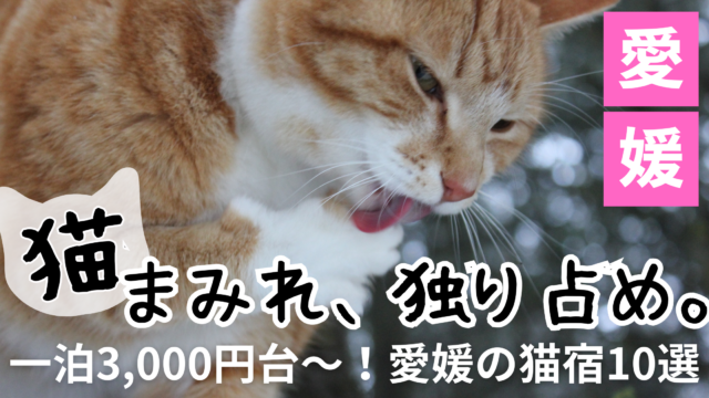 看板猫がいるおすすめの宿でくつろぐ様子