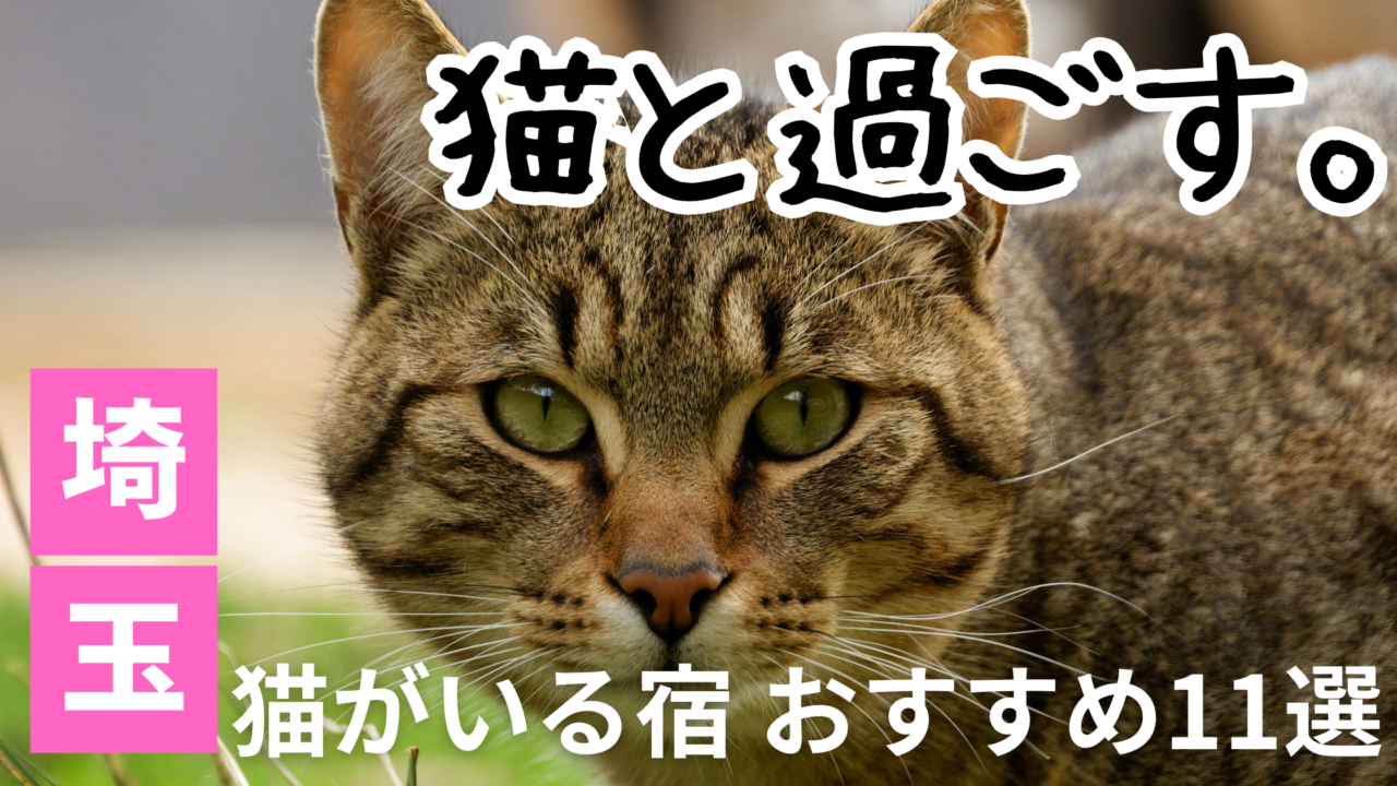 埼玉で看板猫と触れ合えるおすすめの猫がいる宿