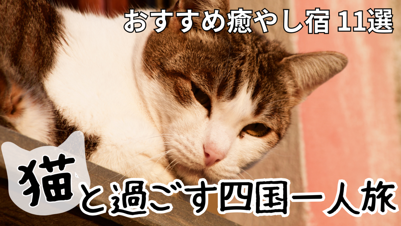四国の猫がいる宿で看板猫と触れ合う一人旅のイメージ