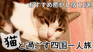 四国の猫がいる宿で看板猫と触れ合う一人旅のイメージ