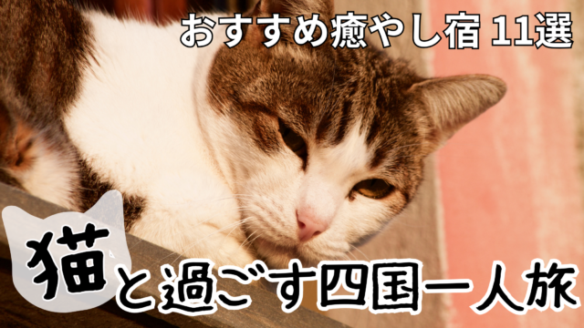 四国の猫がいる宿で看板猫と触れ合う一人旅のイメージ