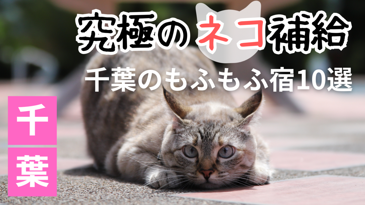千葉の猫
