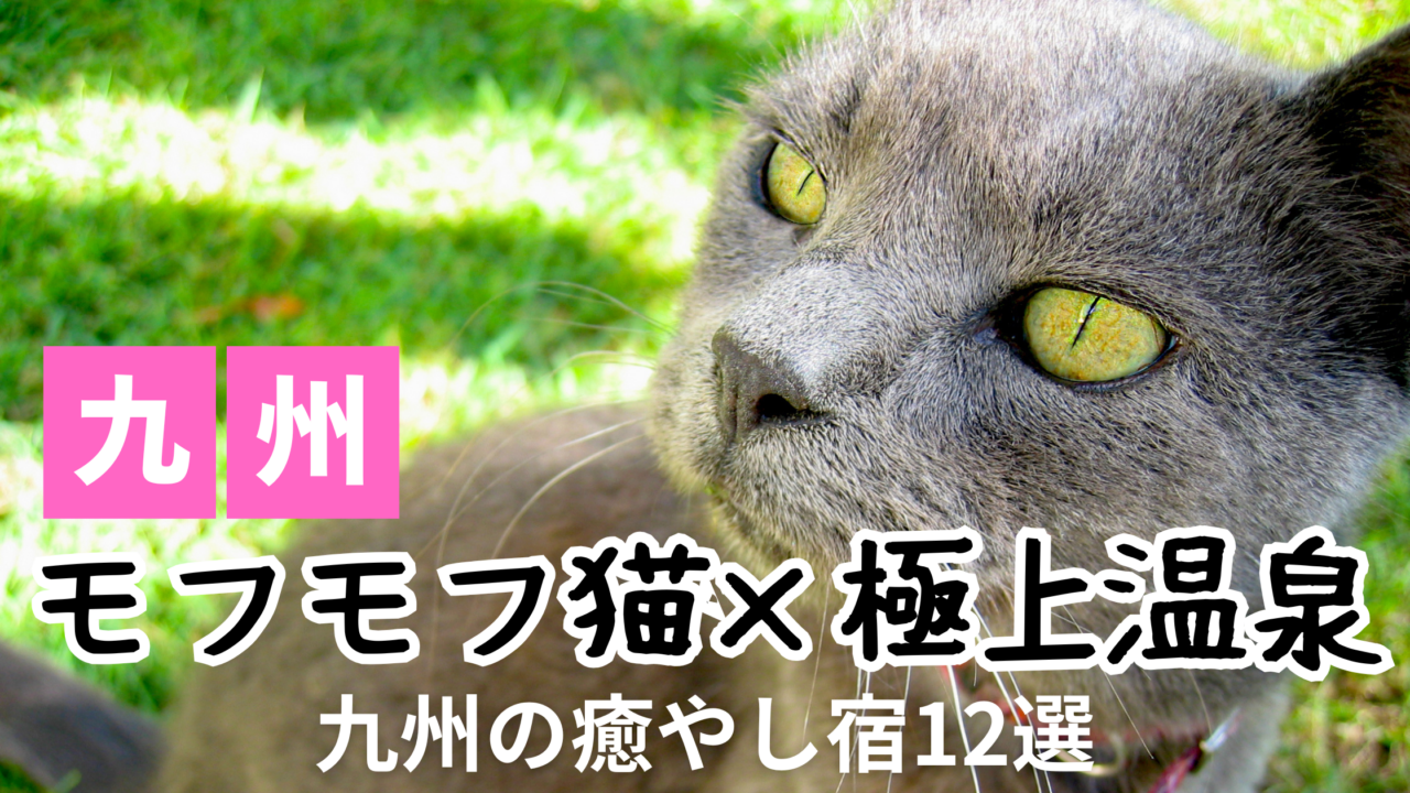 九州で猫がいる宿おすすめ12選のまとめ画像
