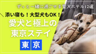 添い寝や大型犬もOK！東京で犬と泊まれるおすすめホテル12選のアイキャッチ画像