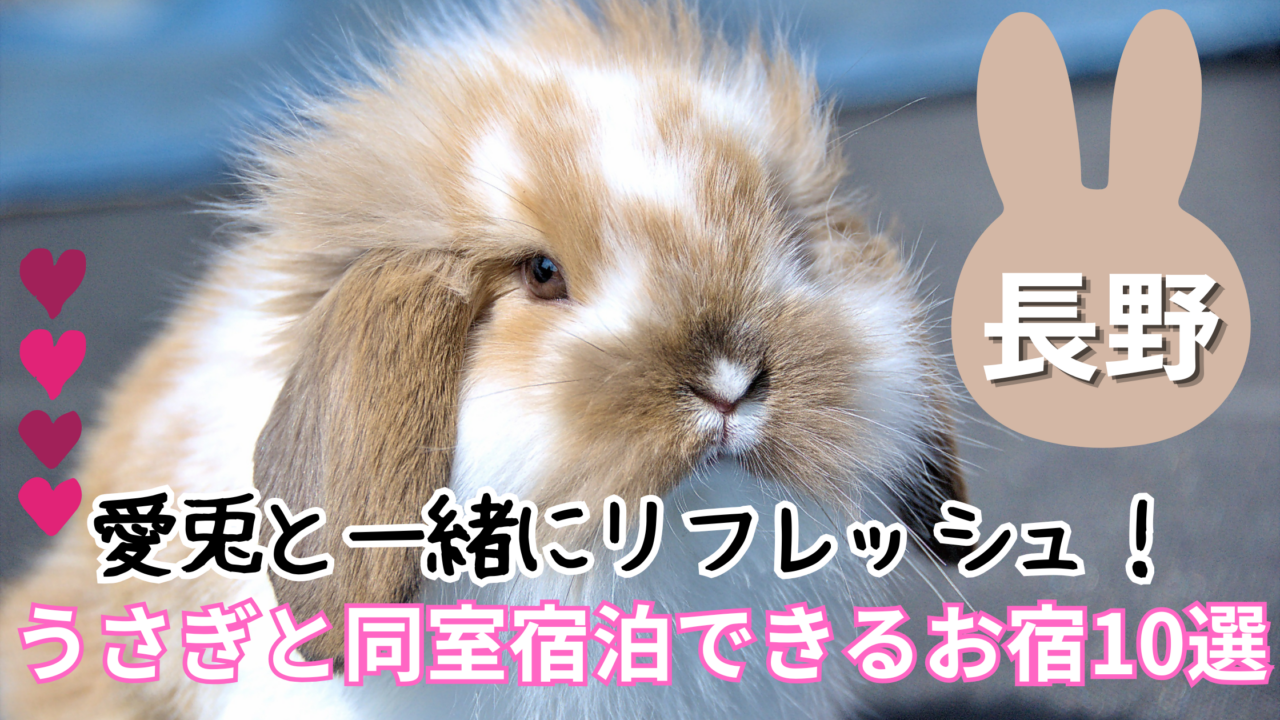 【長野県】うさぎと泊まれる宿おすすめ10選