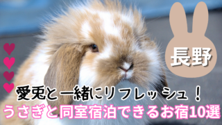 【長野県】うさぎと泊まれる宿おすすめ10選
