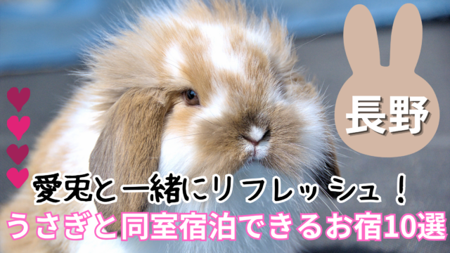 【長野県】うさぎと泊まれる宿おすすめ10選