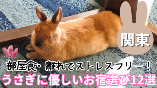 関東周辺のうさぎと泊まれる宿・おすすめホテル12選