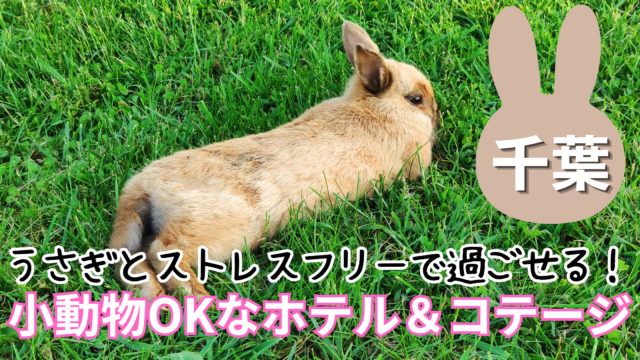 千葉でうさぎと泊まれるおすすめの宿9選