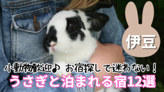伊豆でうさぎと泊まれる宿を厳選！小動物歓迎のおすすめ