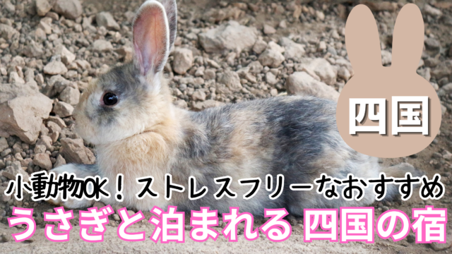四国のうさぎと泊まれる宿おすすめ12選